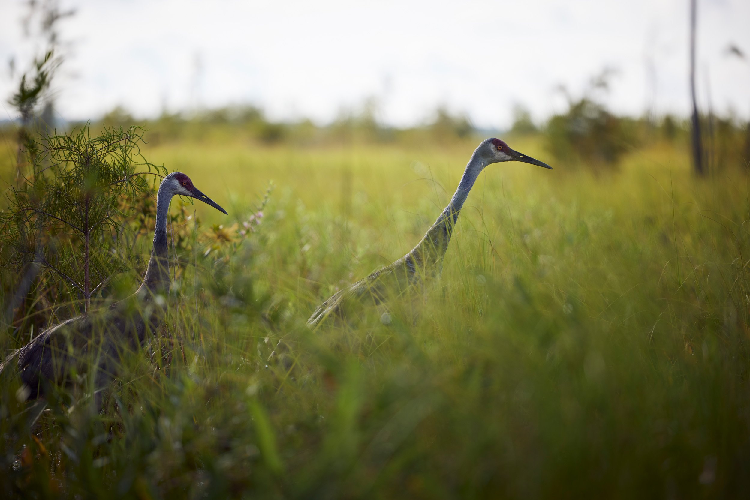 Okefenokee-0051.jpg