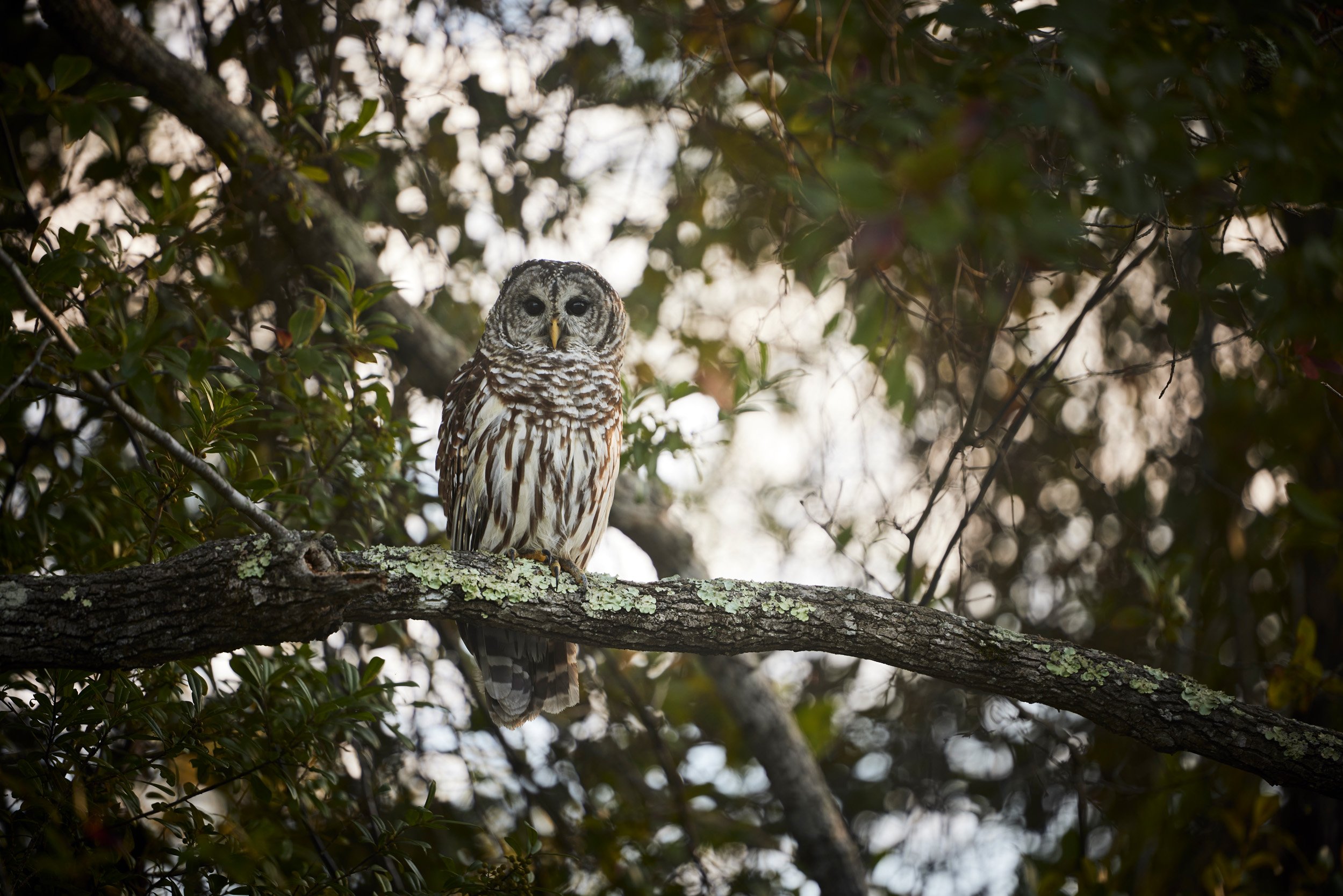 Okefenokee-0031.jpg