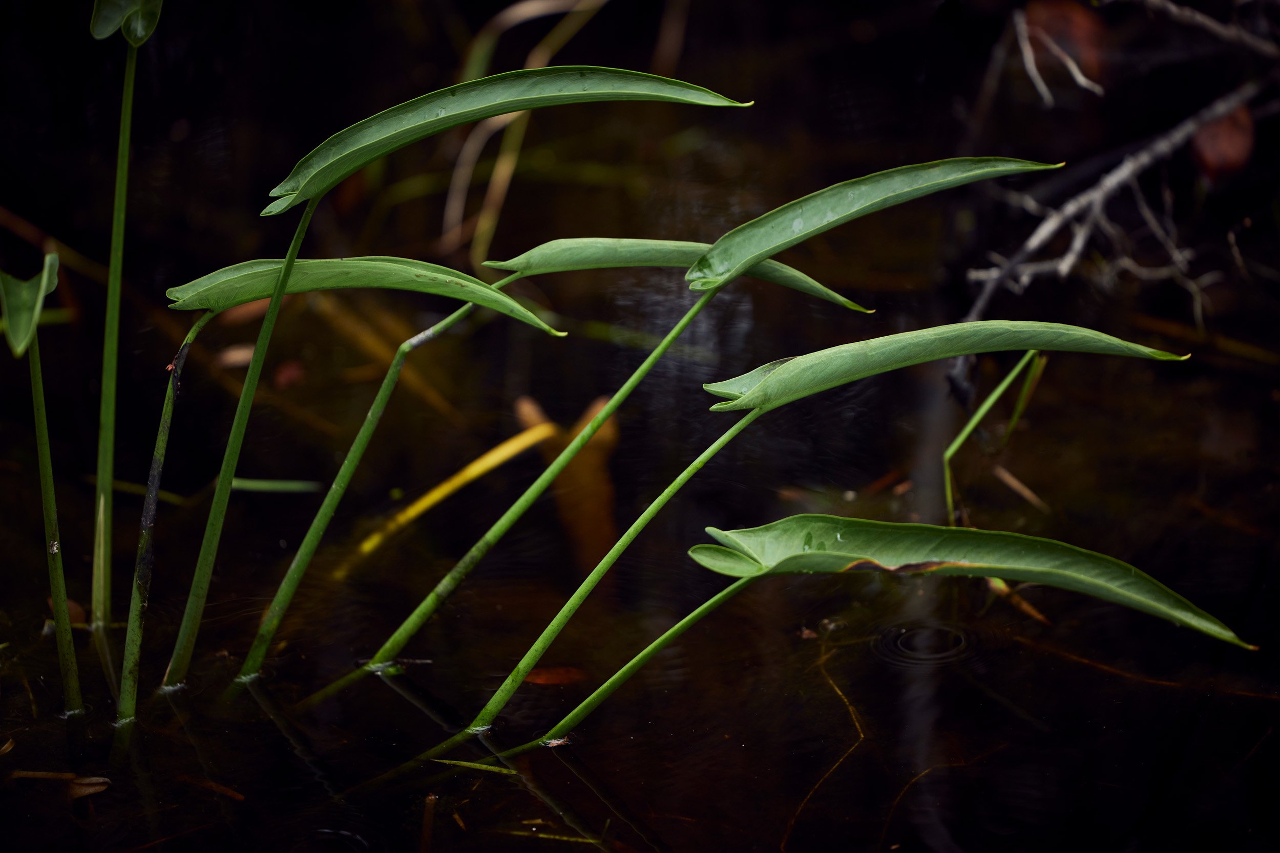 Okefenokee-0890.jpg