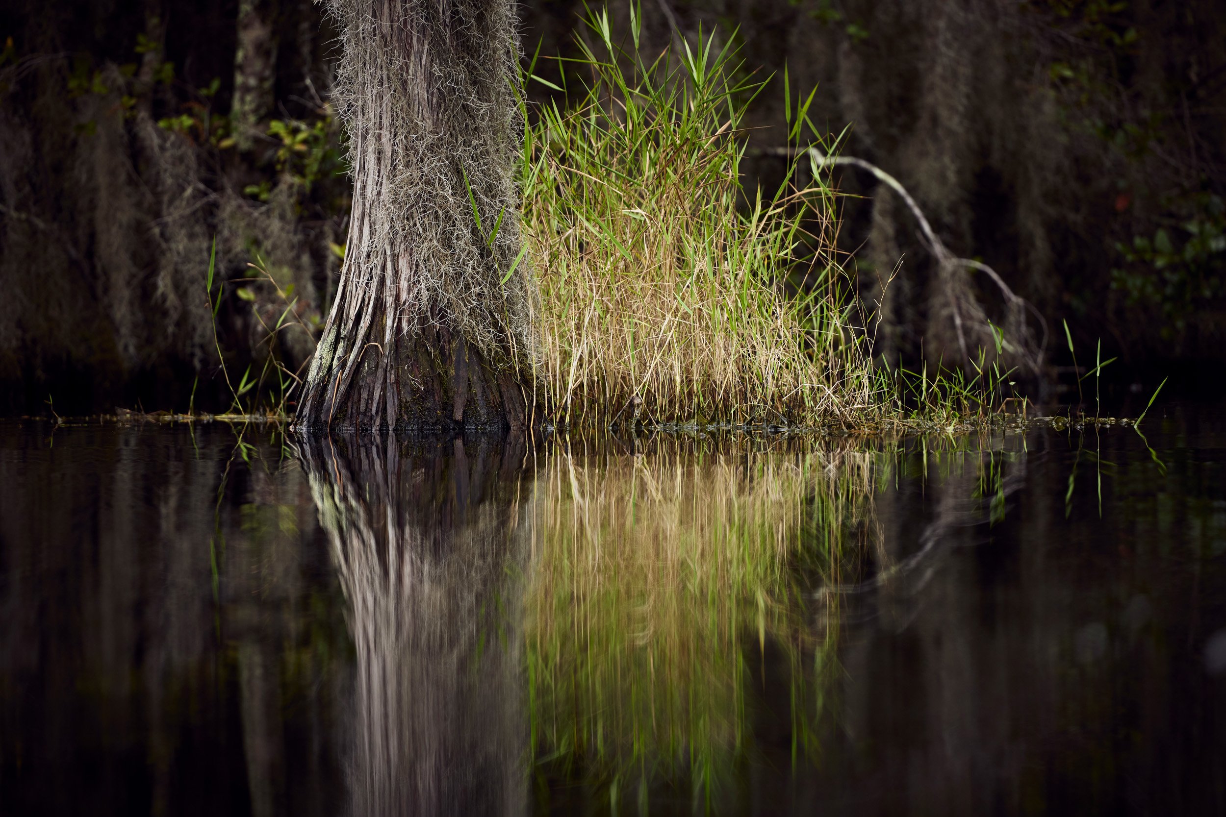 Okefenokee-1061.jpg