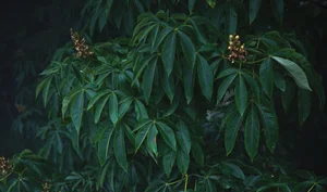 10 Rules for Going Feral — THE BITTER SOUTHERNER