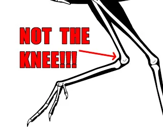 Presbyornis_ankle.jpg