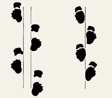 trackway_header.jpg