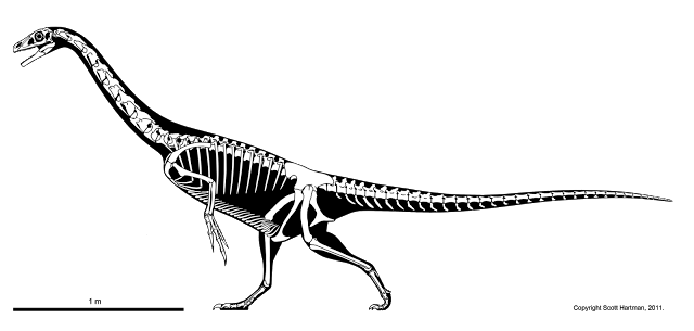 falcarius.png