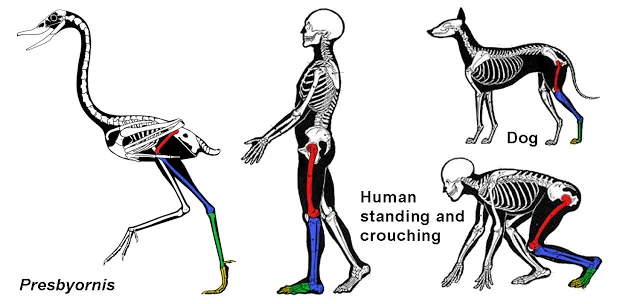 (Presbyornis copyright Scott Hartman, other skeletals modified after Charles Knight.)