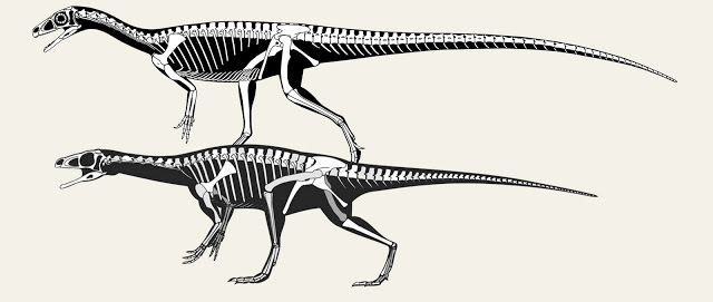 panphagia+composite.jpg