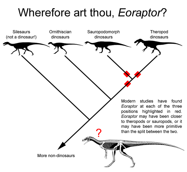 eoraptor_phylo_known_unknowns.png