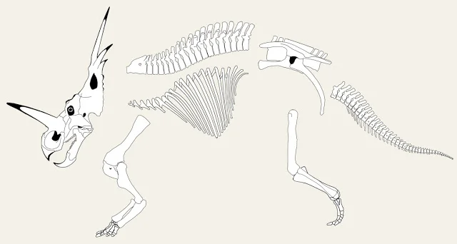 styracosaurus+-+exploded.jpg