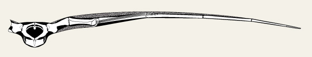 anterior.jpg