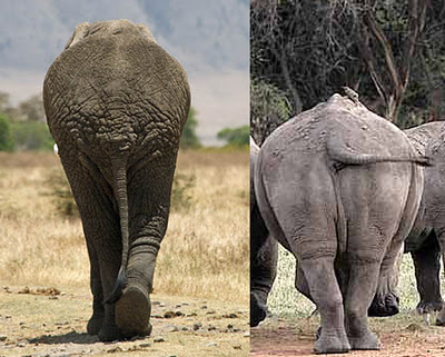 graviportal+stance.jpg