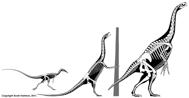 therizinosaur+sequence.png