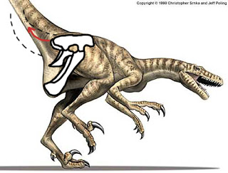 dromaeosaurus+broken+hip.jpg