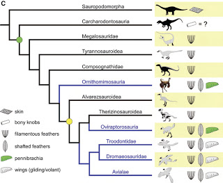 feathered+cladogram.jpg