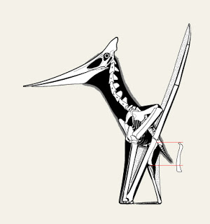 lateral-standing.jpg