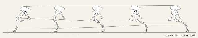 allosaurus+motion+study+-+Support+Phase.jpg