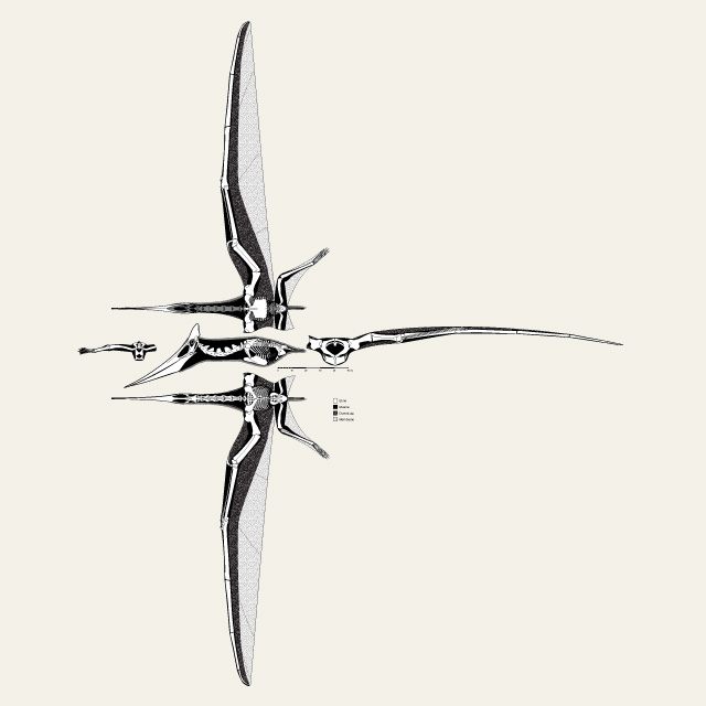pteranodon.jpg