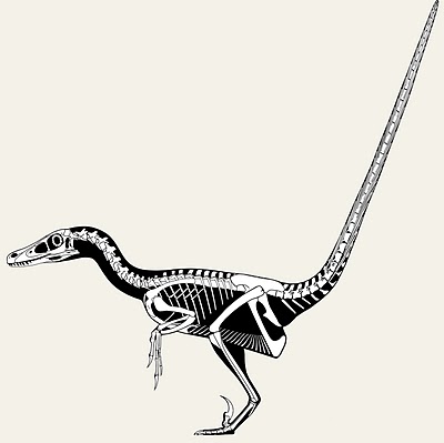 Velociraptor+tail+flex.jpg