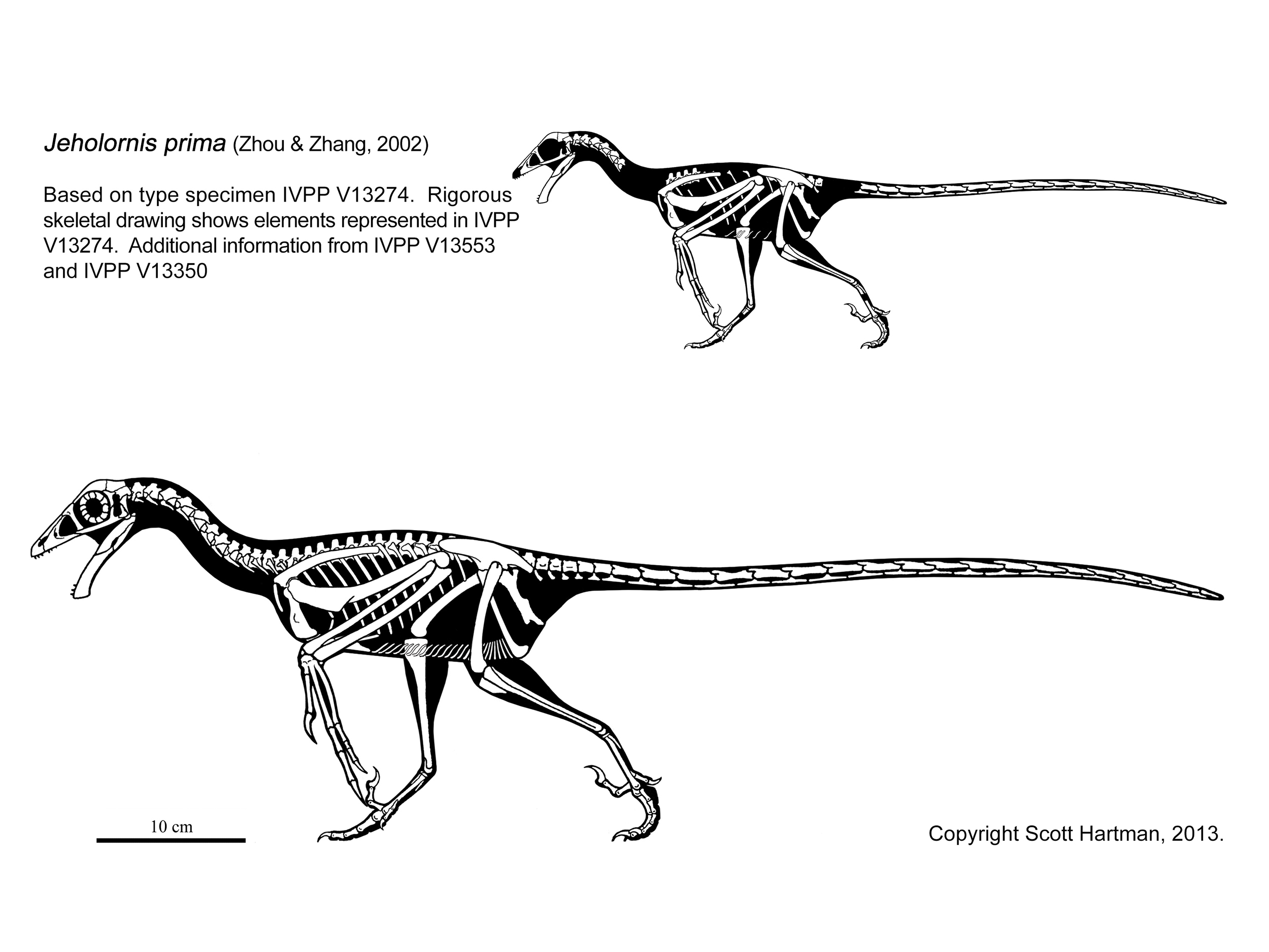 Jeholornis.jpg