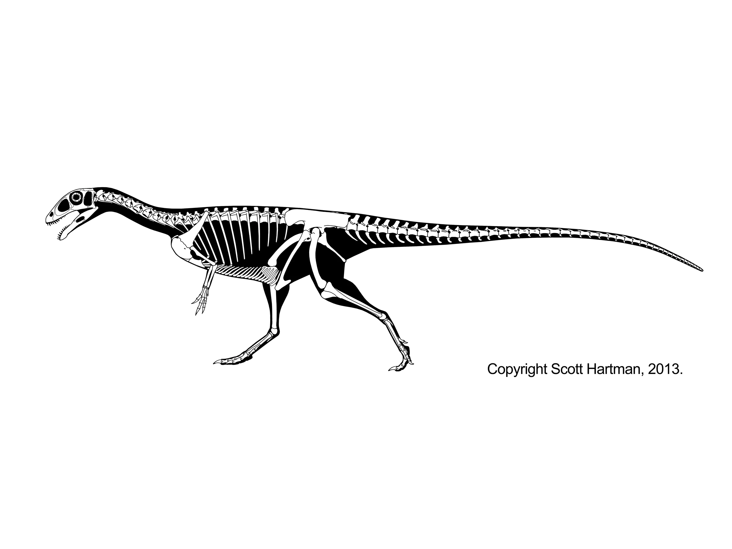 Masiakasaurus knopfleri