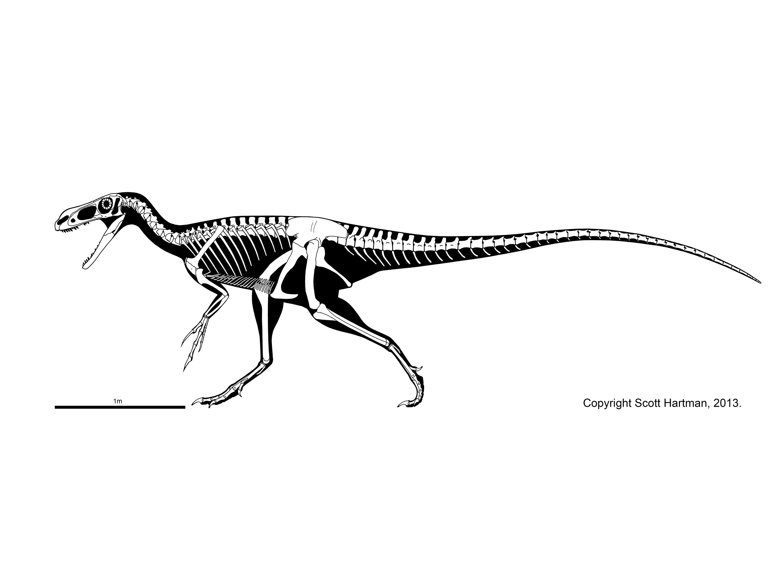 Stokesosaurus clevelandi