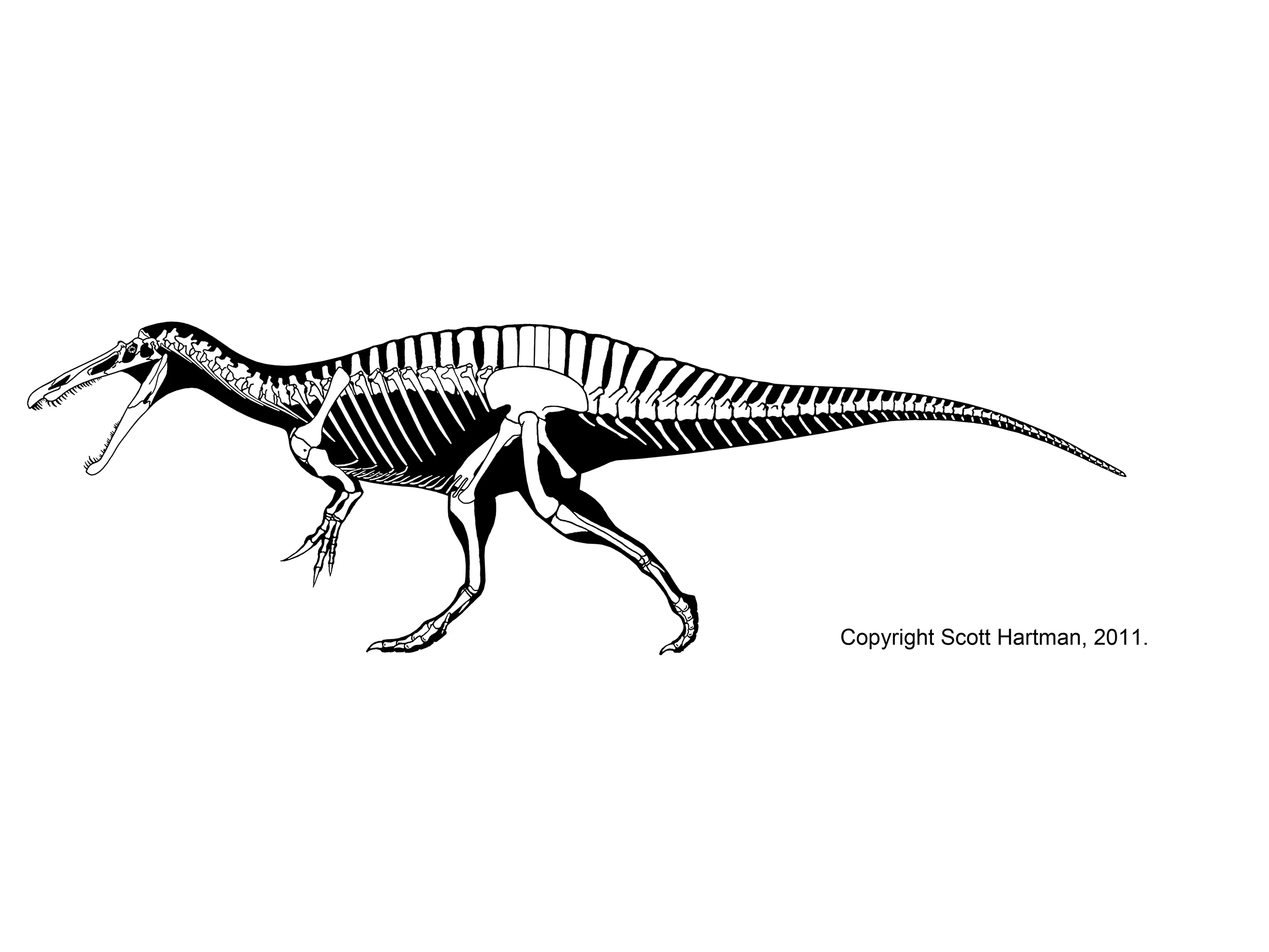 Suchomimus tenerensis
