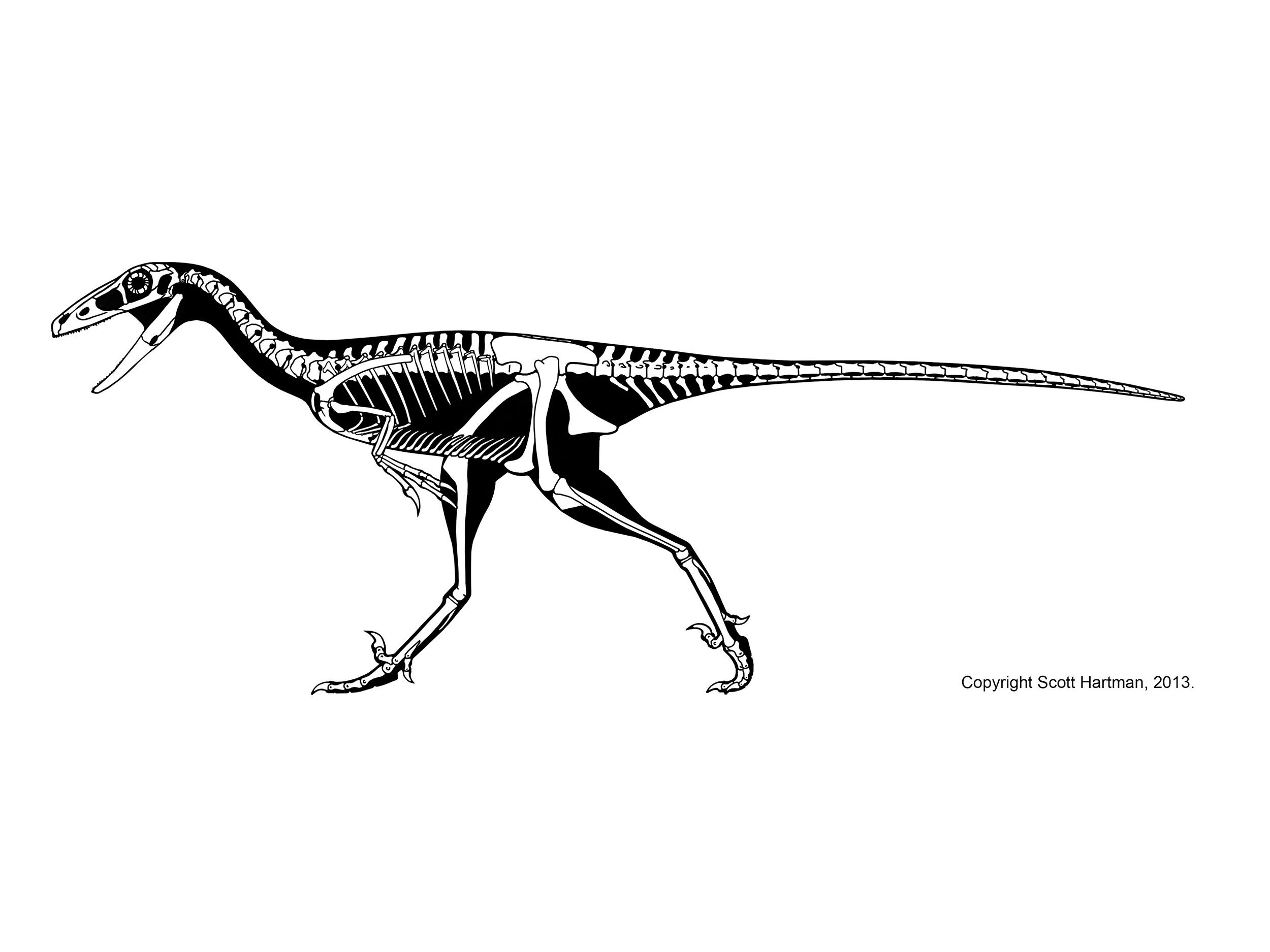 Troodon formosus