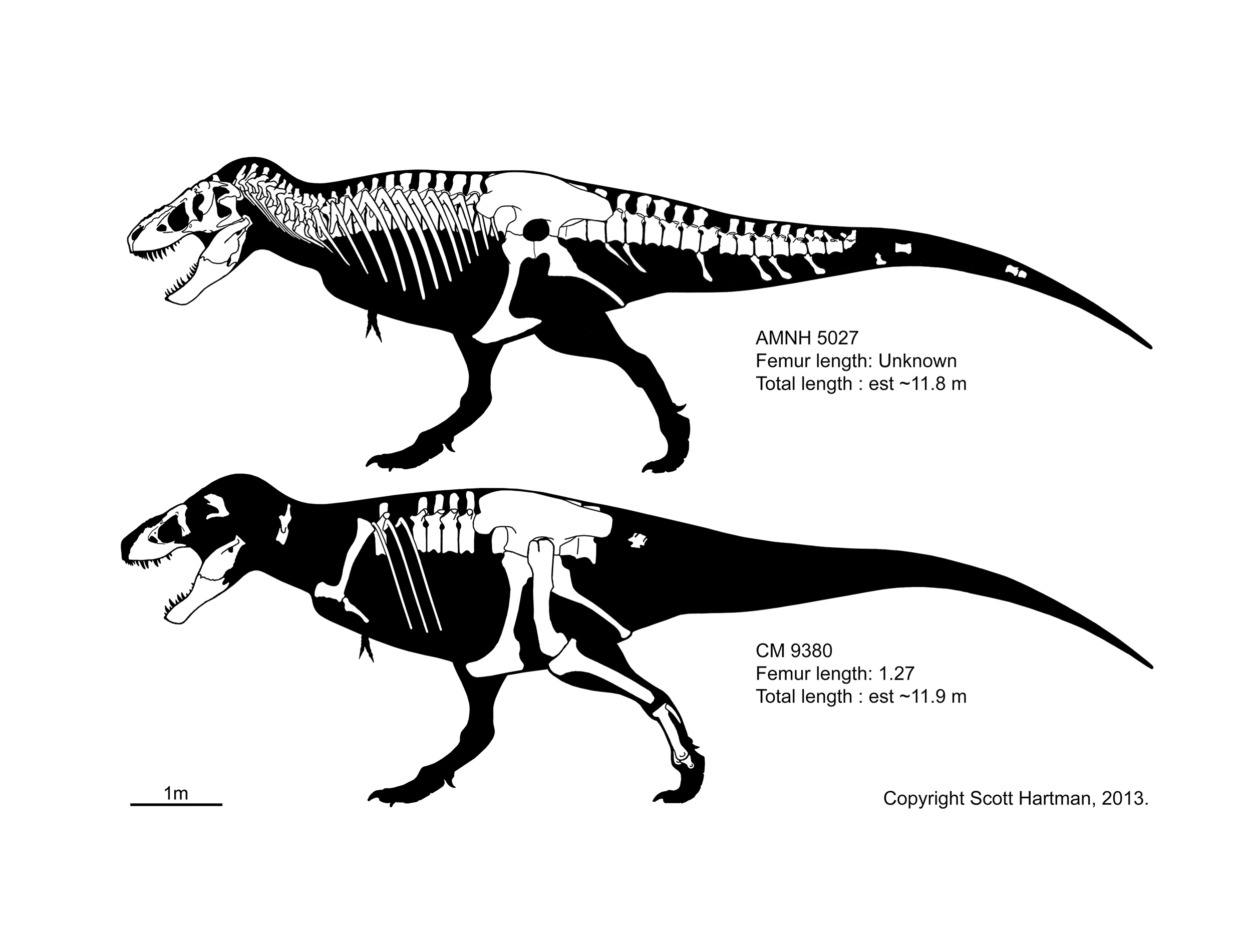 T. rex comparison