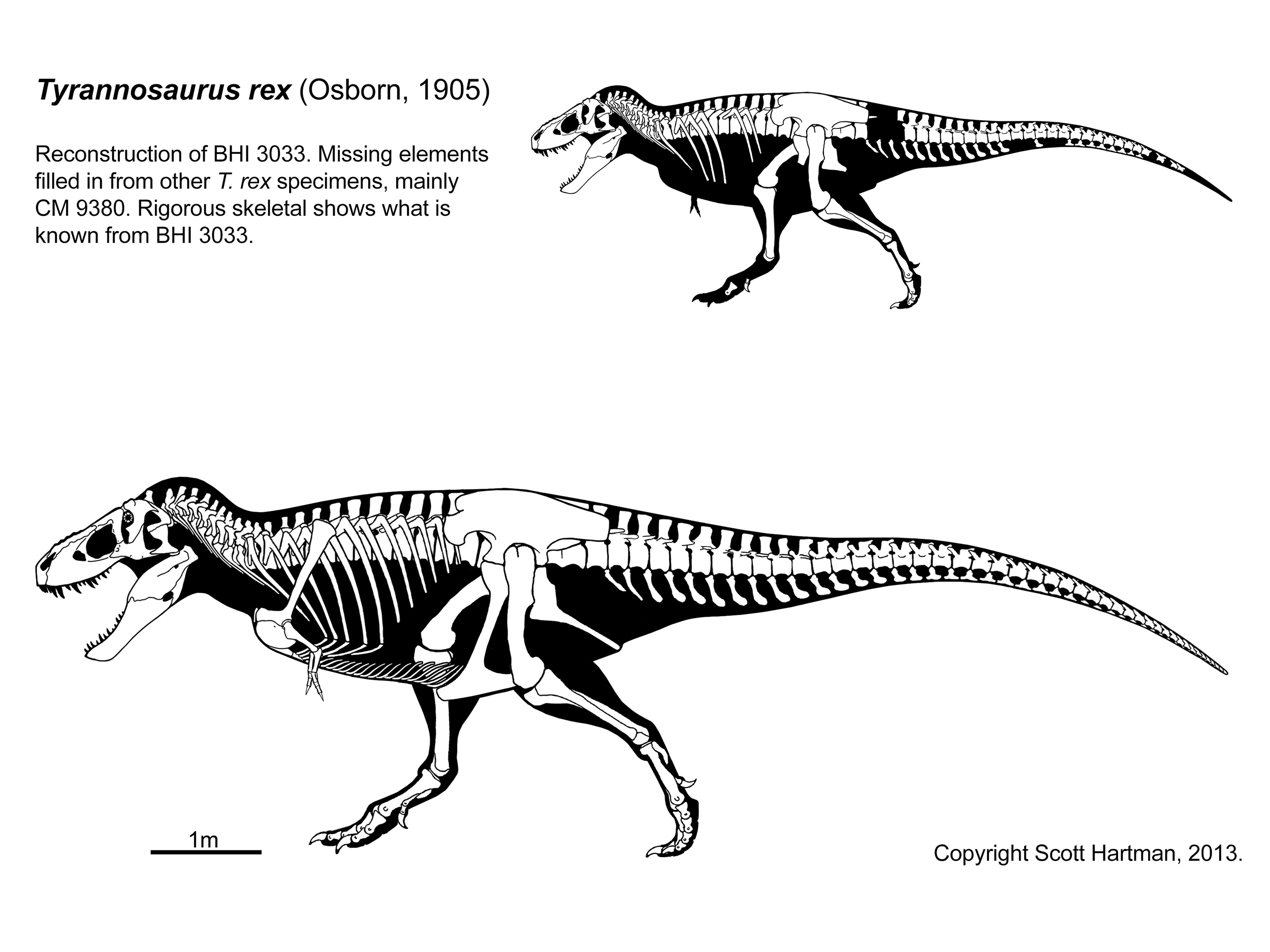 Tyrannosaurus Stan.jpg