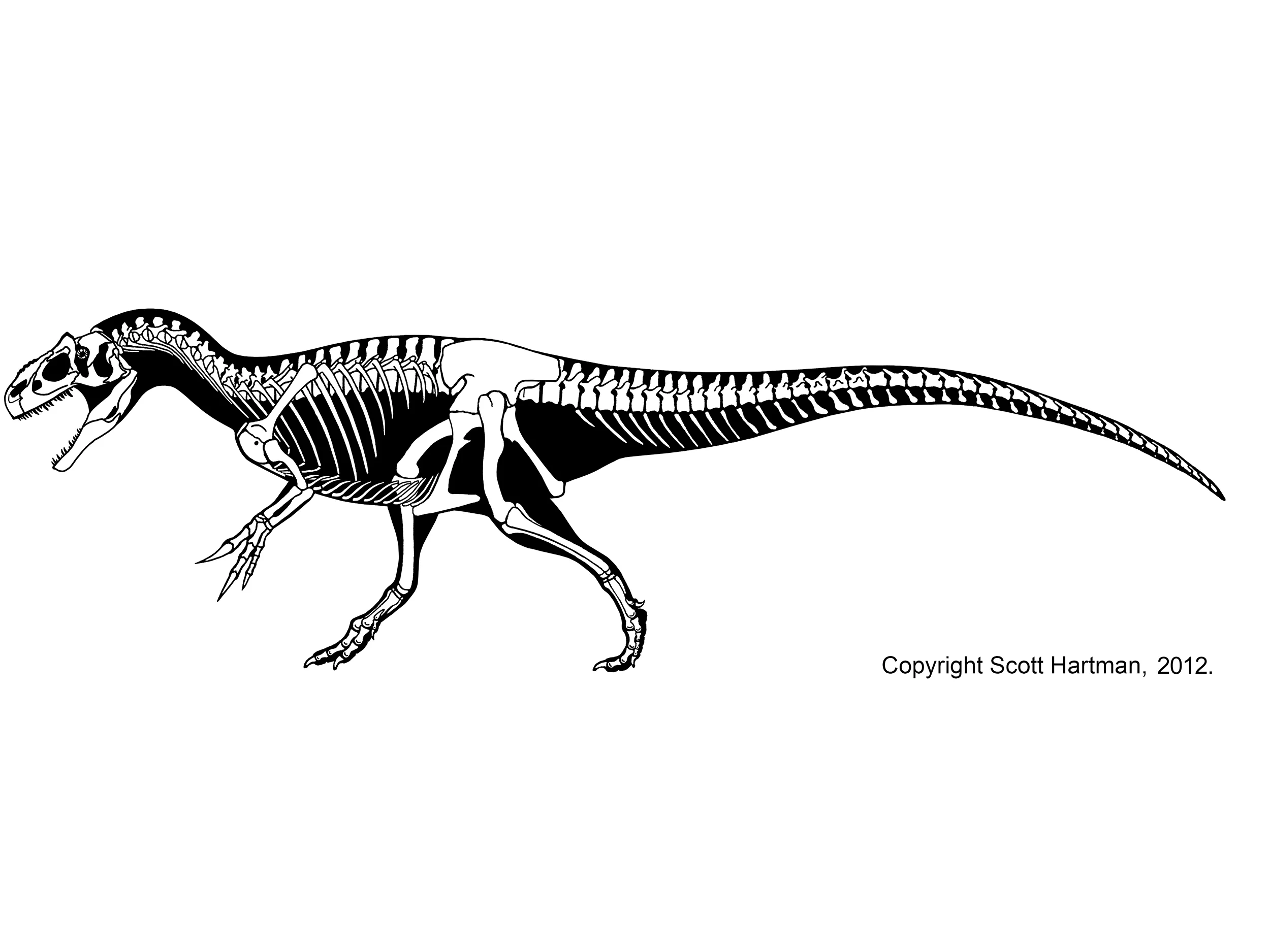 Allosaurus fragilis