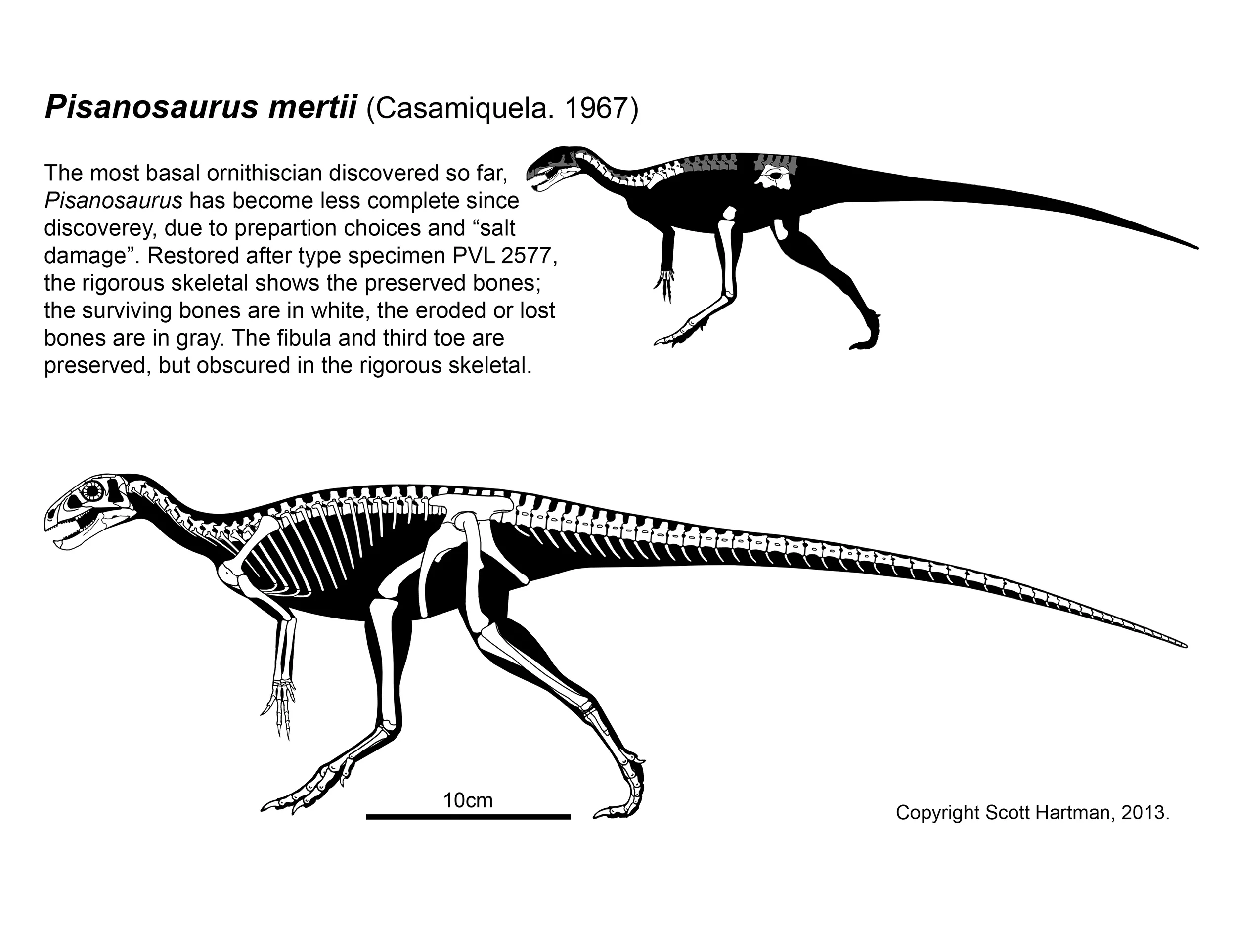 Pisanosaurus.jpg
