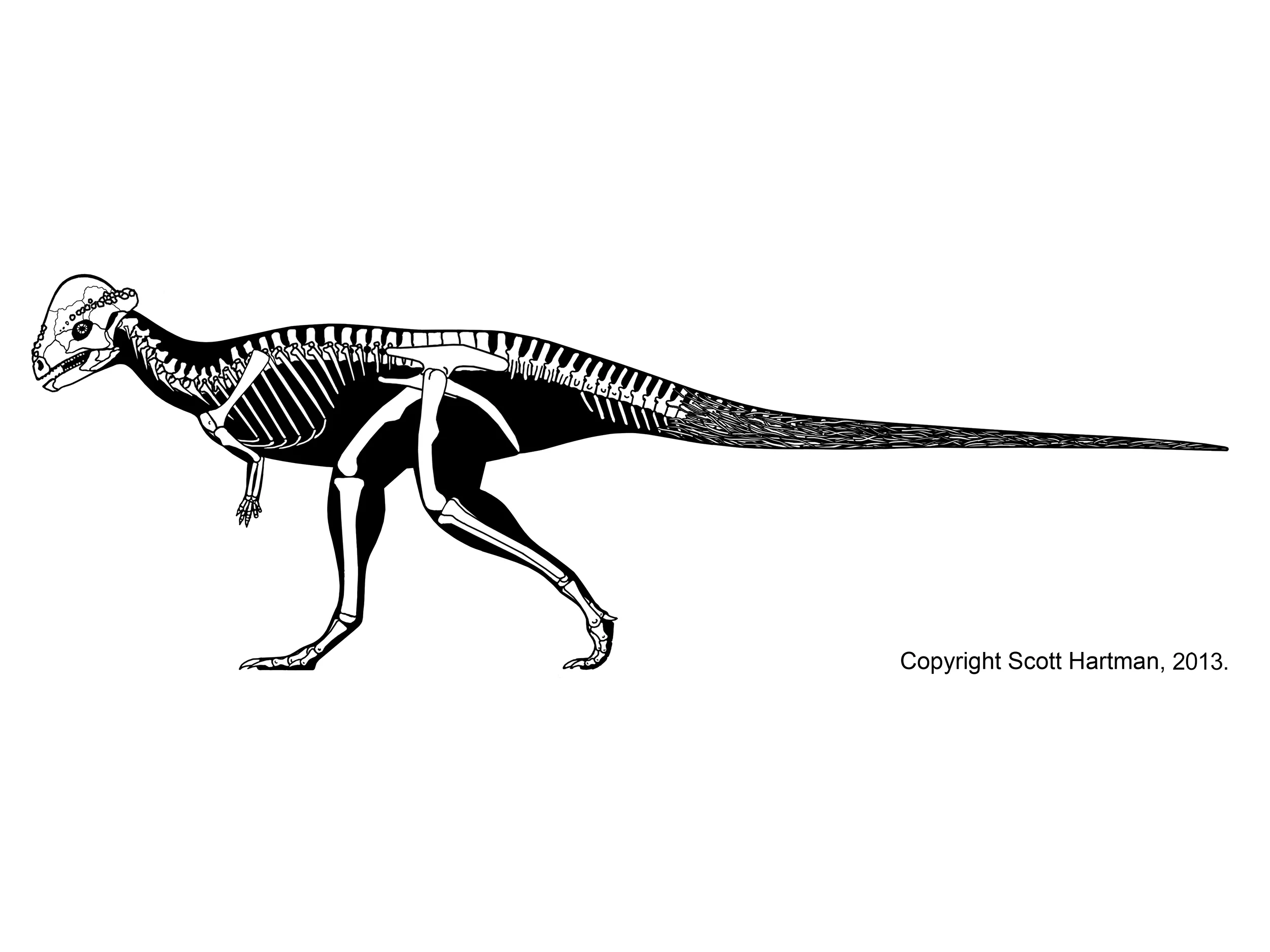 Stegoceras validum
