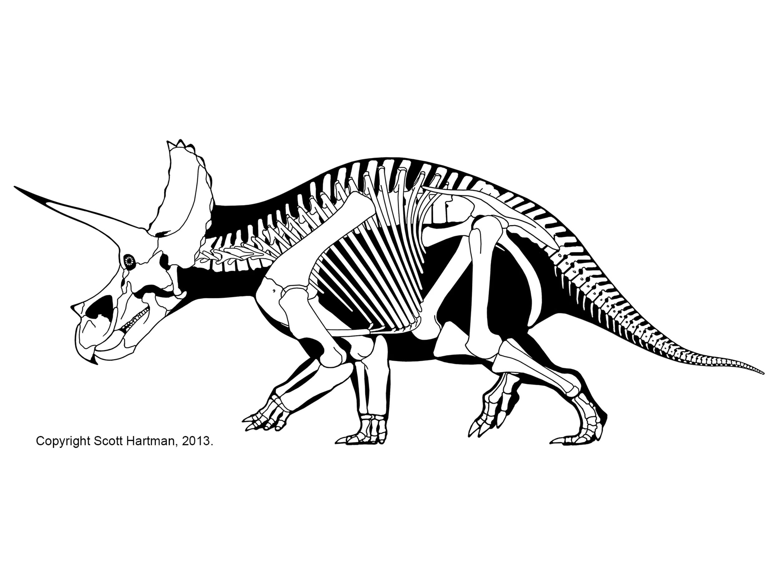 Triceratops horridus