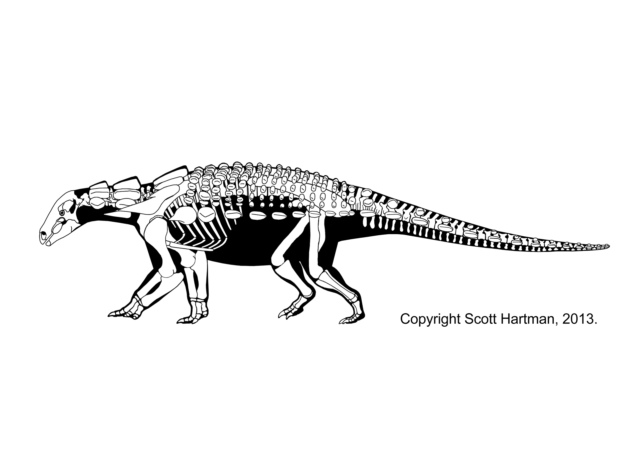 Edmontonia rugosidens