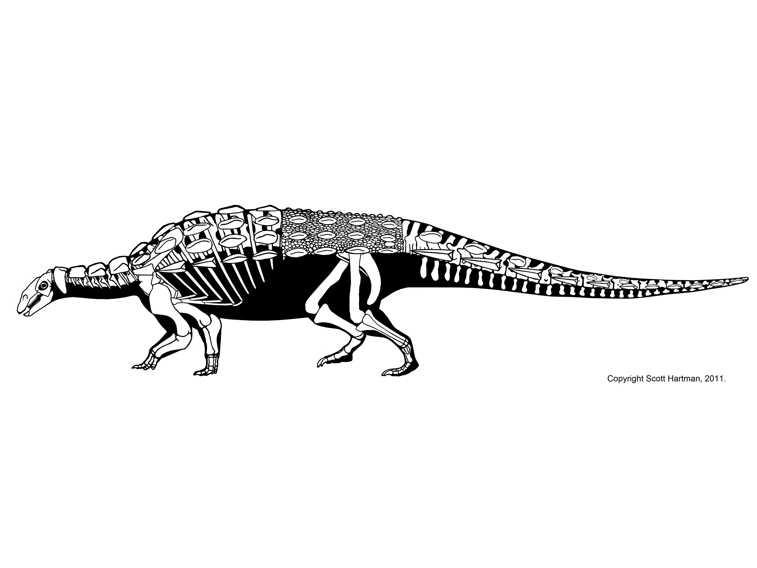 Gastonia burgei