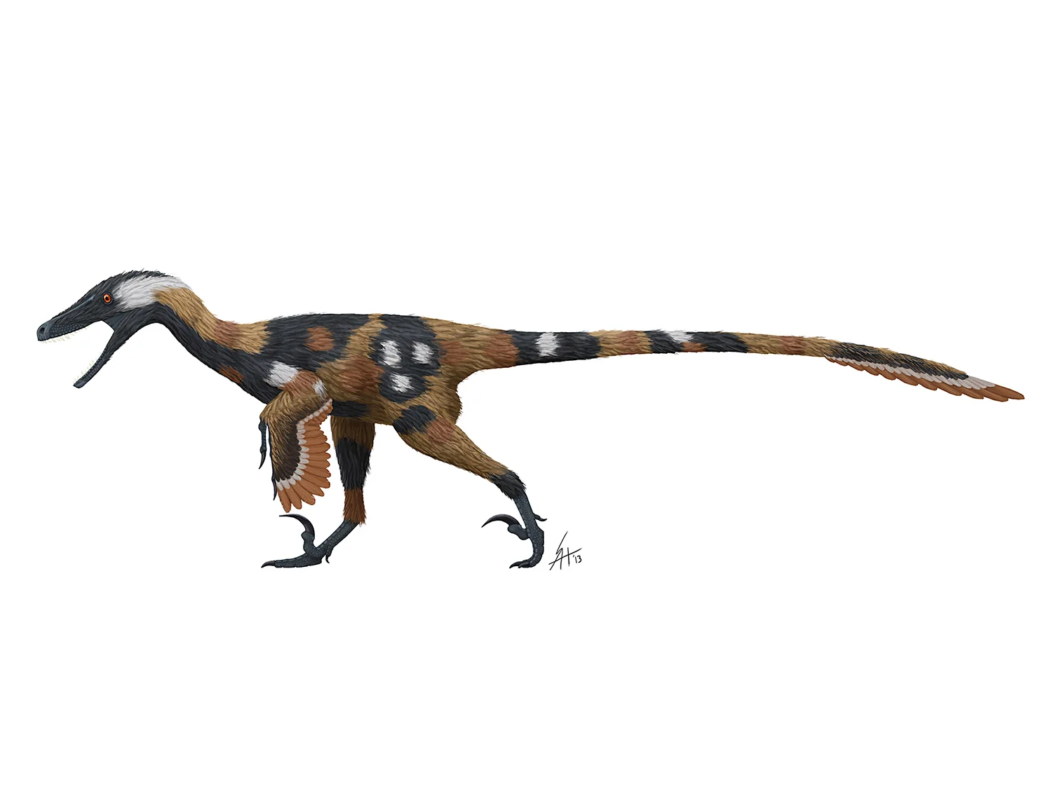 Velociraptor