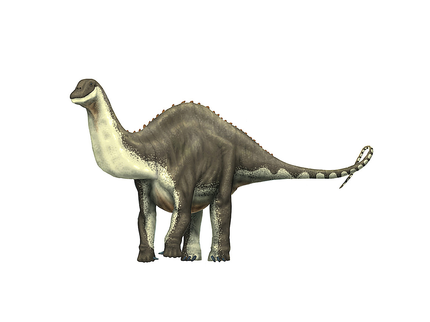 Apatosaurus