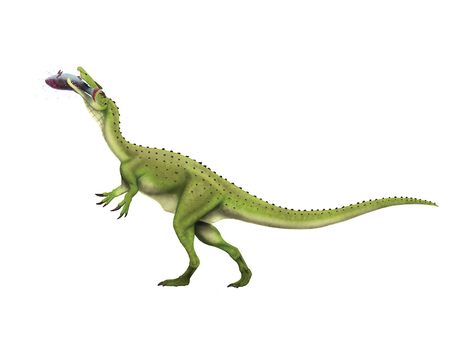 Baryonyx.jpg