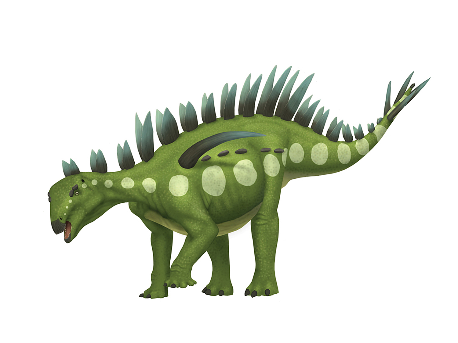 Huayangosaurus.jpg