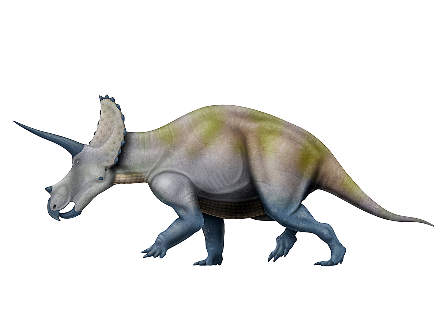 Triceratops.jpg