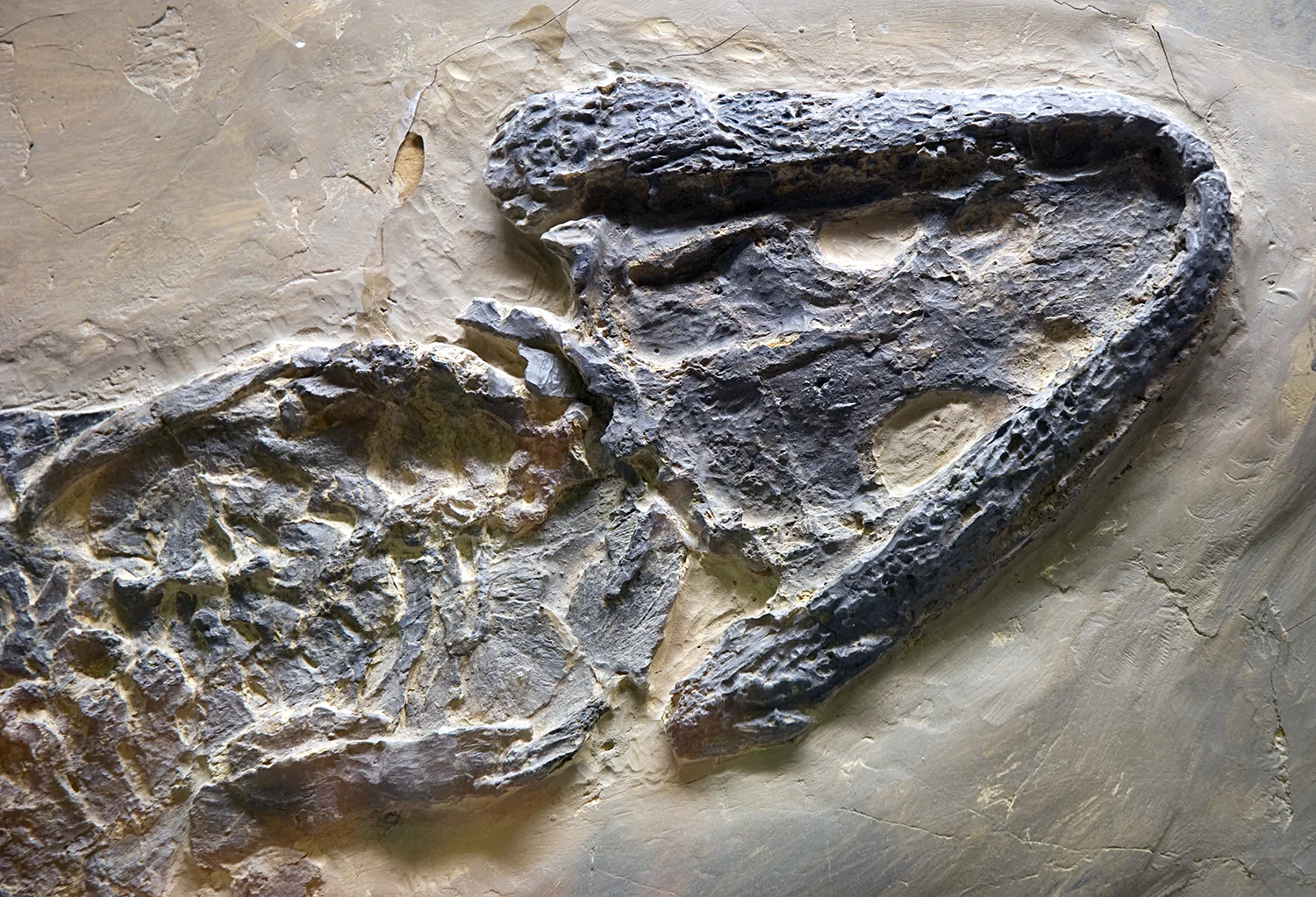 permian amphibian header.jpg
