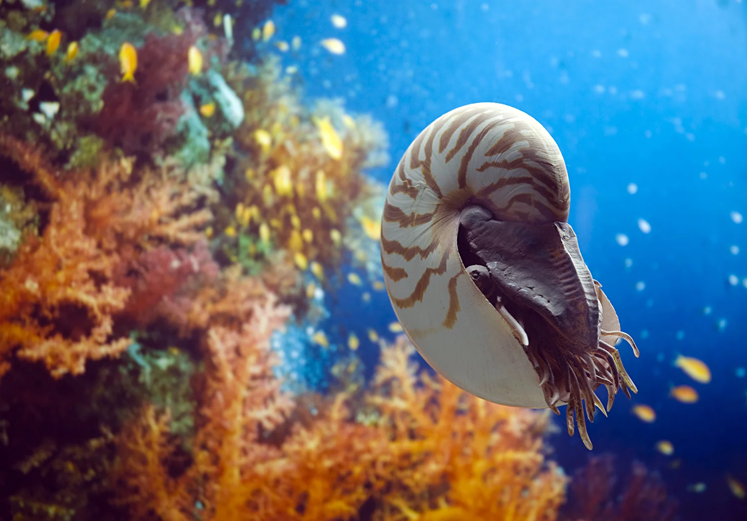 nautilus header.jpg