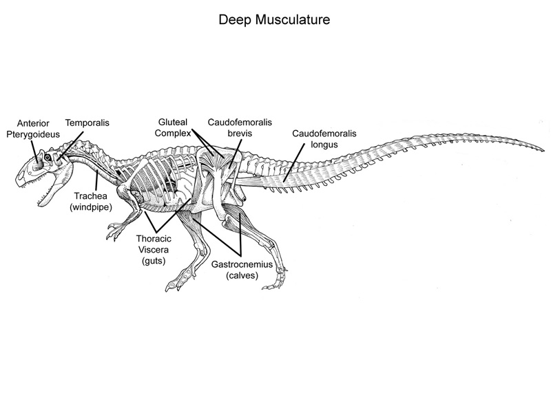 deepsofttissue.jpg