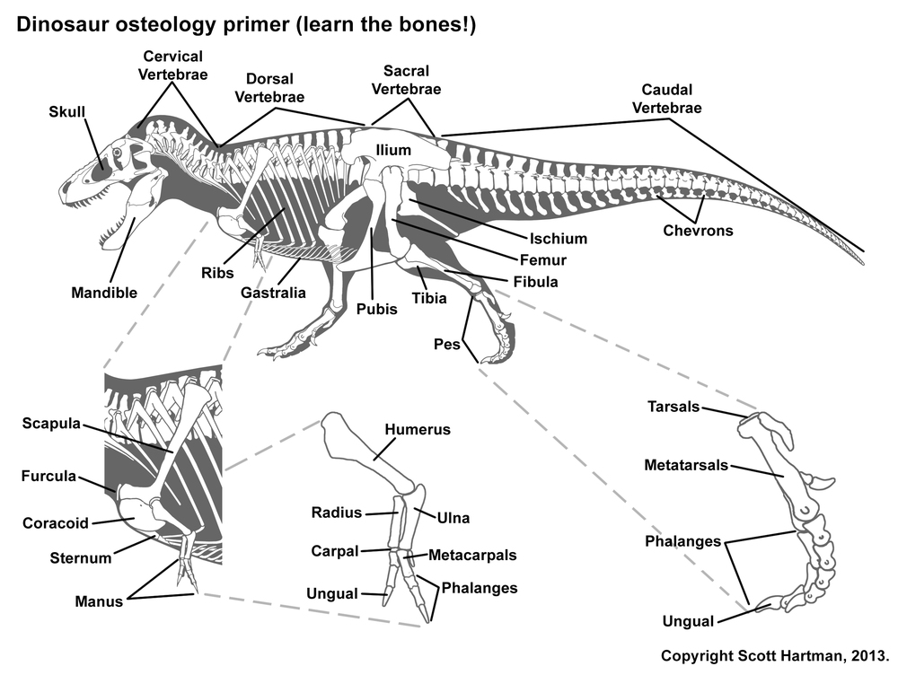 Educational Anatomy Model 70cm Dinosaur Tyrannosaurus T Rex Skeleton Bone Figure