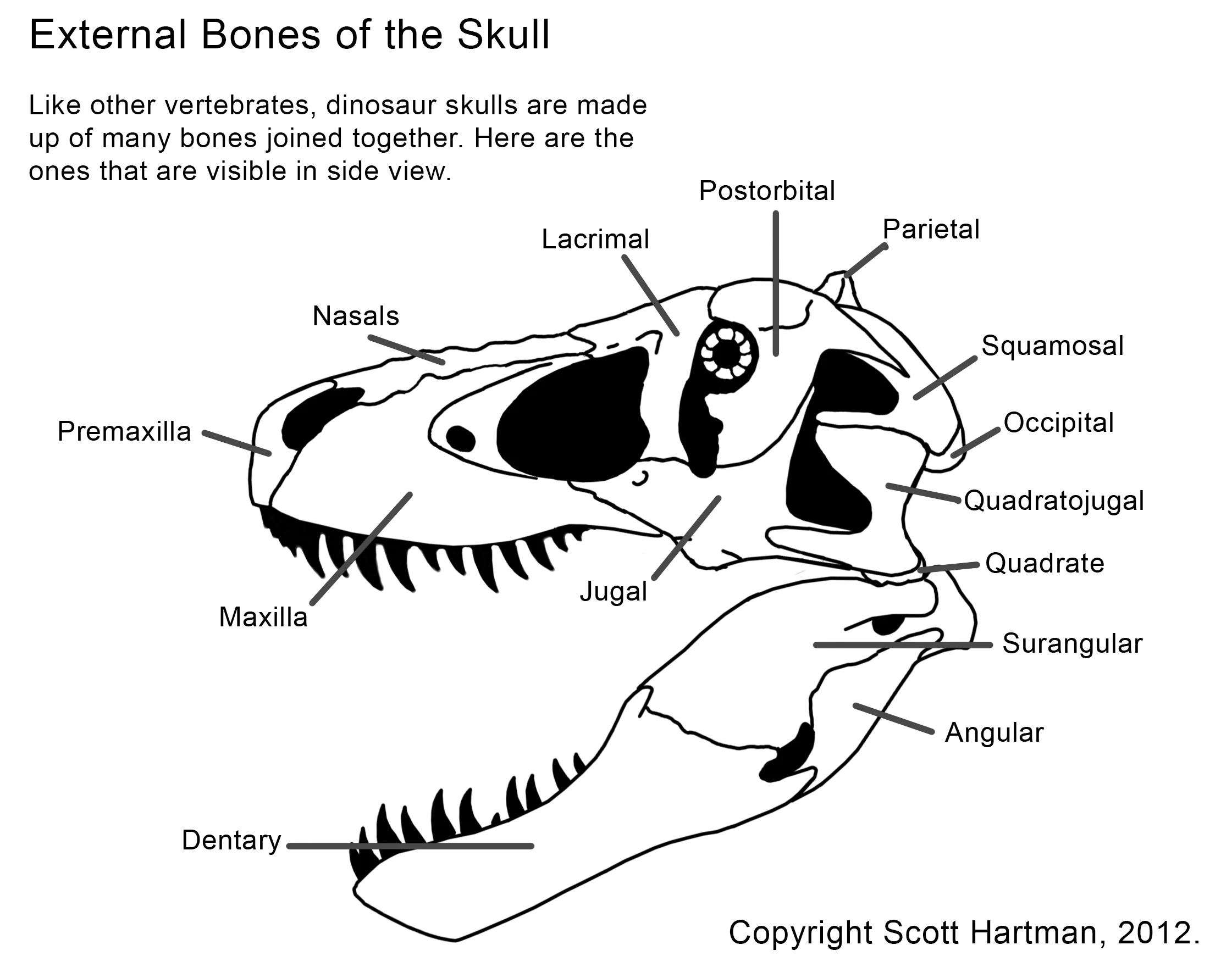 skull bones.jpg