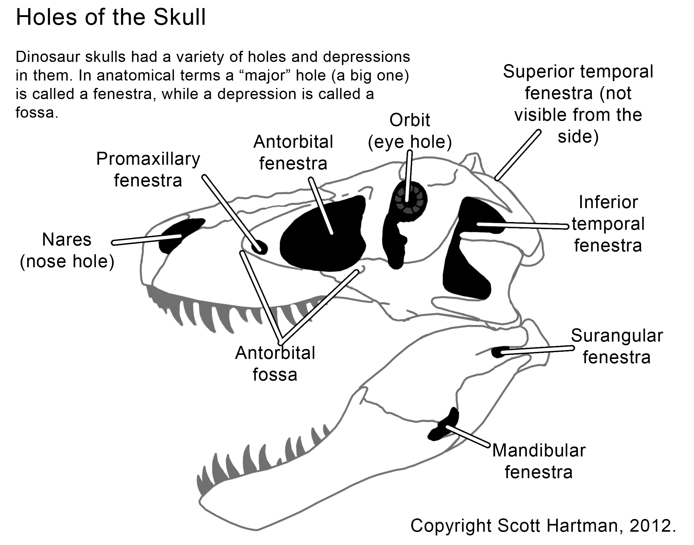 skull holes.jpg