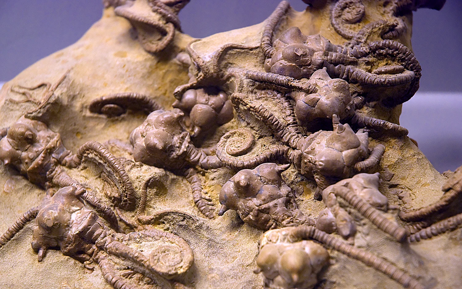 echinoderm-matrix robots  header.jpg