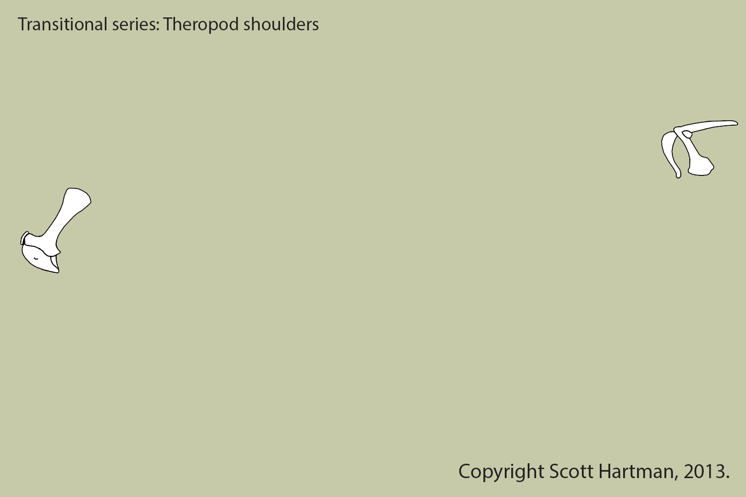 Animated transitional series of theropod shoulders on the way to birds.