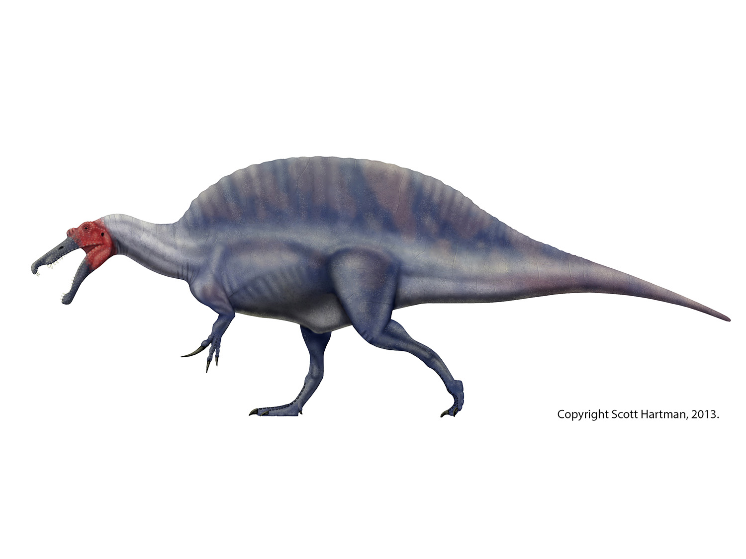 Deinocheirus - Therizinosaur or hadrosaur mimic?Dr. Scott Hartman's  Skeletal Drawing.com