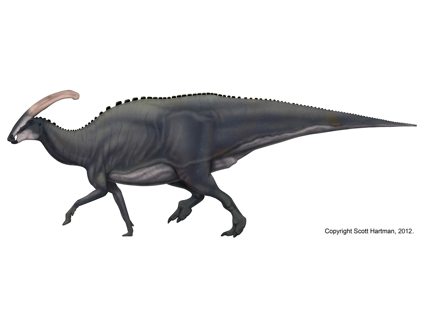 Deinocheirus - Therizinosaur or hadrosaur mimic?Dr. Scott Hartman's  Skeletal Drawing.com