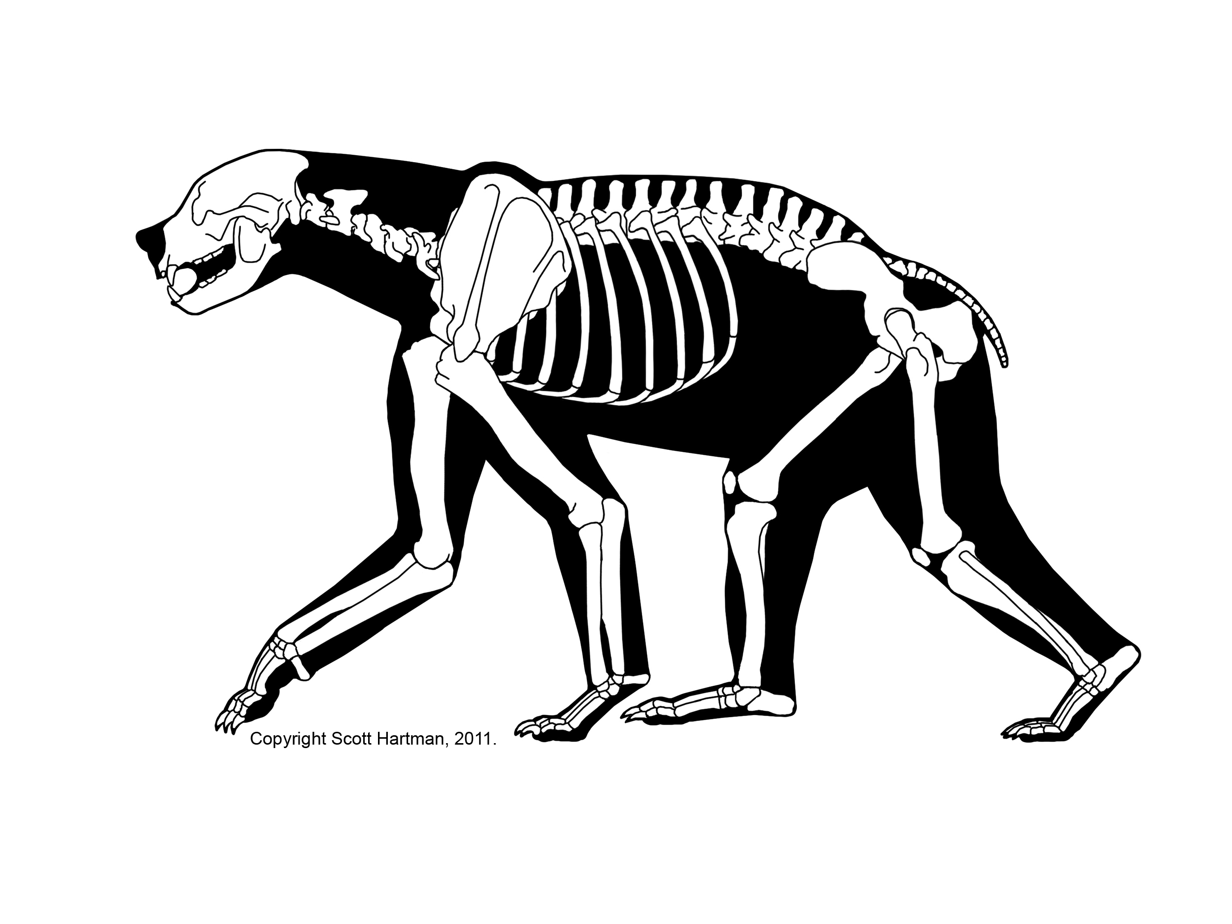 Non-DinosaursDr. Scott Hartman's Skeletal Drawing.com
